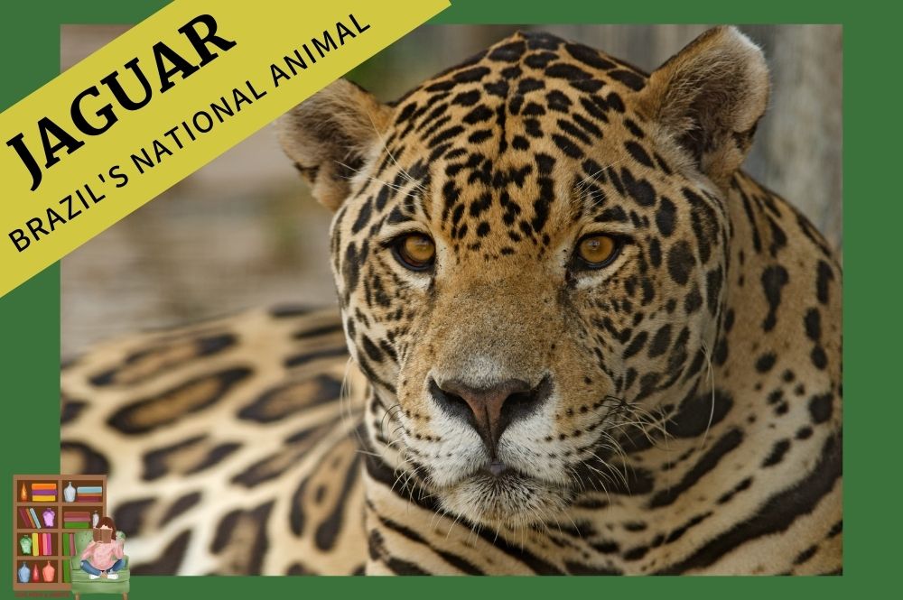 Brazils national animal the jaguar, national symbols of Brazil